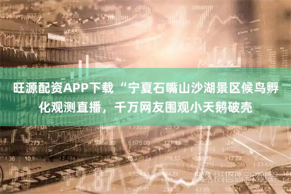 旺源配资APP下载 “宁夏石嘴山沙湖景区候鸟孵化观测直播,千万网友围观小天鹅破壳